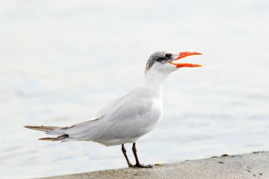 Martı deniz manzara oturur