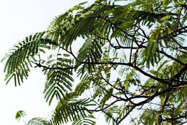 akasya yaprakları mavi gökyüzü