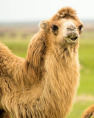 bir deve bahar portresi