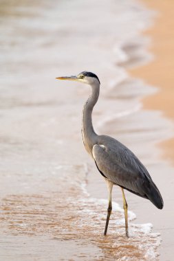 Büyük Egret (ardea alba)