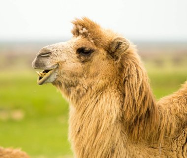 bir deve bahar portresi