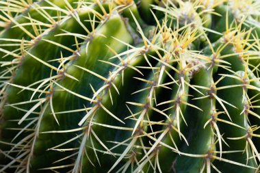kaktüs bitki dikenli, makro