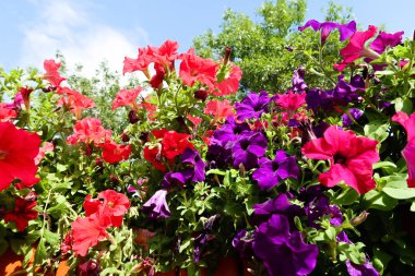 Petunya çiçek, gökyüzü manzara doğa