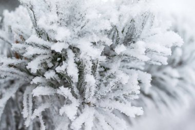 kar köknar ağaçlarının iğne üzerinde Kapat