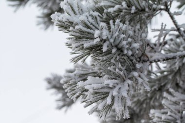 kar köknar ağaçlarının iğne üzerinde Kapat