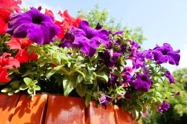 Petunya çiçek, gökyüzü manzara doğa