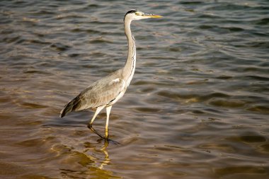 Büyük ak balıkçıl (Ardea alba) gri kuş