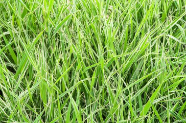 yüksek yeşil çimen, arka plan