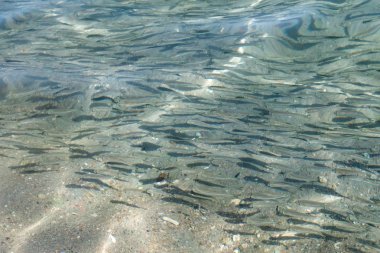 sığ deniz balığı, üstten görünüm