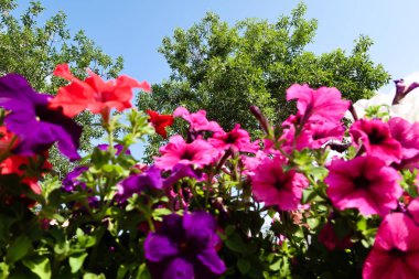 Petunya çiçek, gökyüzü manzara doğa