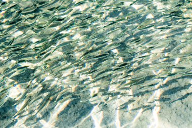 sığ deniz balığı, üstten görünüm