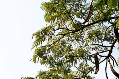 akasya yaprakları mavi gökyüzü