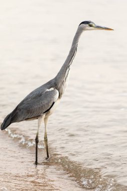 Büyük Egret (ardea alba)