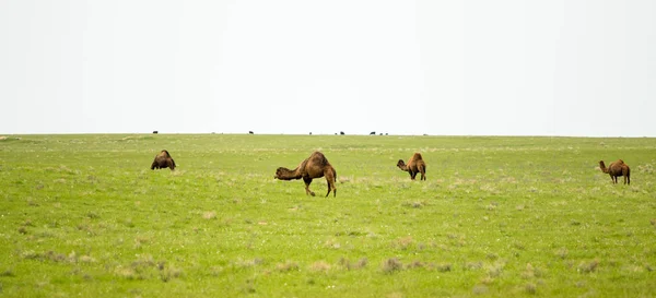 Camels Field Green Grass Spring Season — Stock Photo, Image