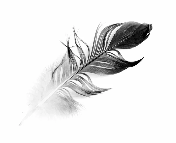 Пташине Перо Білому Тлі — стокове фото