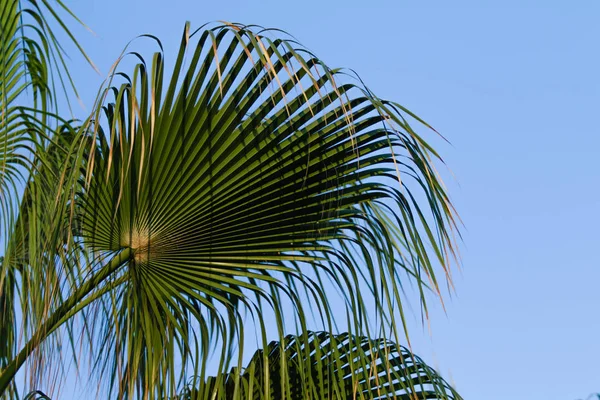Arka Planda Palmiye Yaprakları — Stok fotoğraf