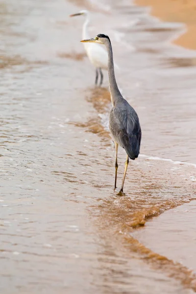 Żołędzie Ardea Alba — Zdjęcie stockowe