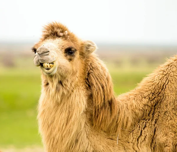 Retrato Uma Mola Camelo — Fotografia de Stock
