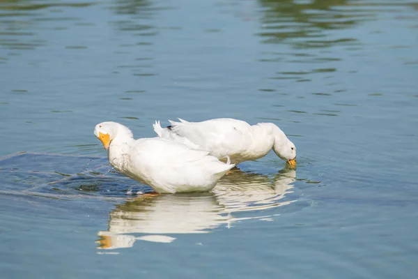 Weiße Enten Auf Einem Teich Sommer — Stockfoto