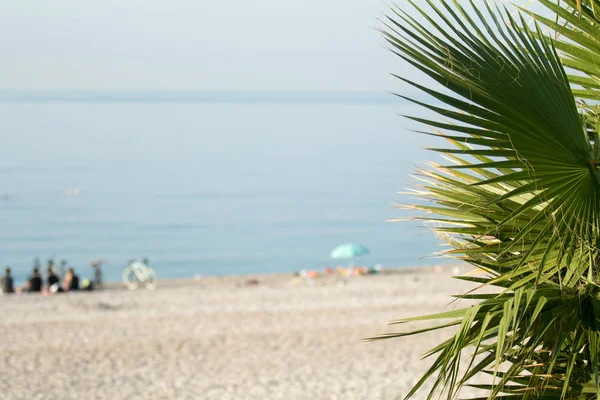 Palmbomen Focus Vervaagde Beach Achtergrond — Stockfoto