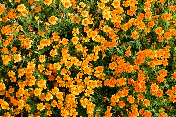 Orange Blommor Ringblommor Landskap Sommaren — Stockfoto