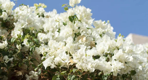 Бугенвиллия Цветы Забор Пейзаж — стоковое фото