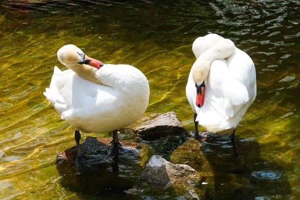 White swans on a pond with calm water