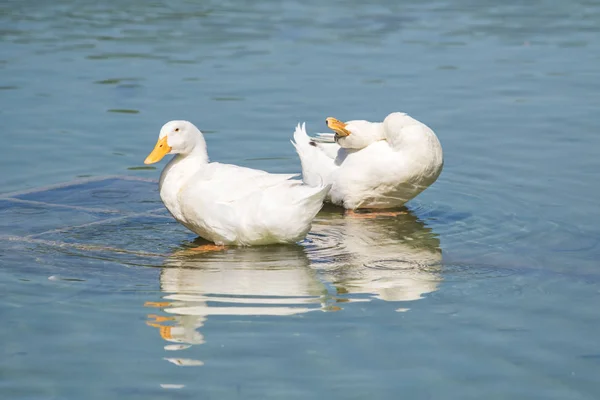 Patos Blancos Estanque Verano —  Fotos de Stock