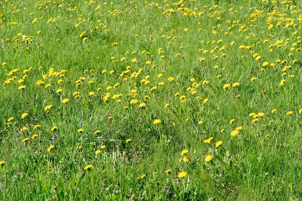 黄色のタンポポの花で春の風景 緑の野 — ストック写真