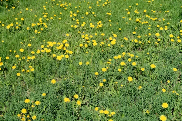Våren Landskap Gröna Fält Med Gul Maskros Blommor — Stockfoto