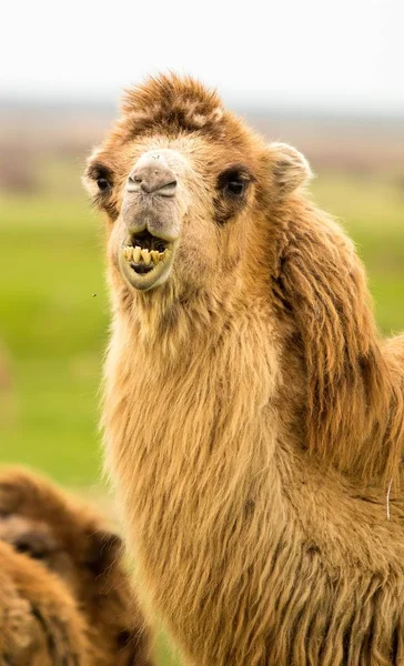 Portret Van Een Kameel Voorjaar — Stockfoto