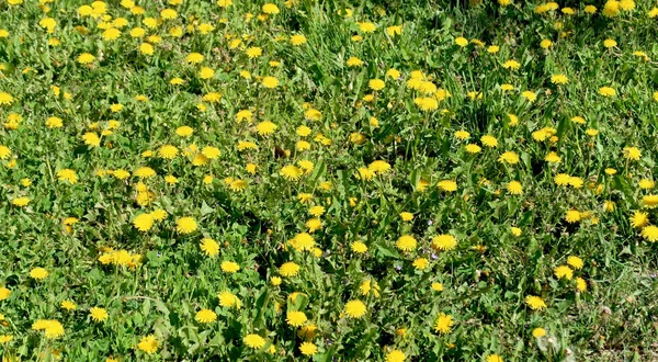 黄色のタンポポの花で春の風景 緑の野 — ストック写真