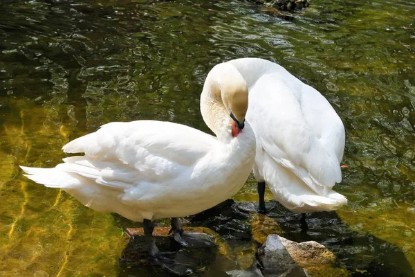 Fehér Hattyú Egy Nyugodt Víz — Stock Fotó