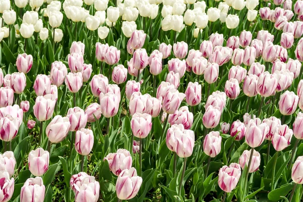 Pola Tulipany Wiosna Krajobraz — Zdjęcie stockowe