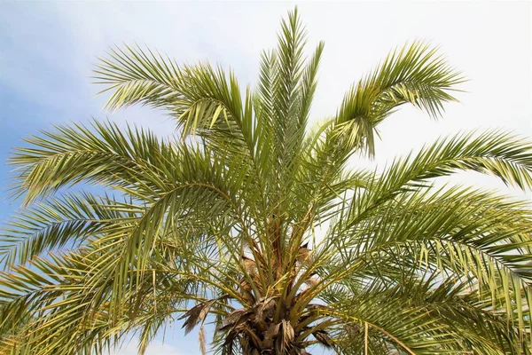 Palm Träd Syn Naturens Sky — Stockfoto