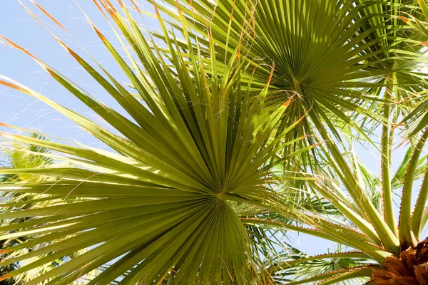 Palm Tree Mot Himlen Landskap — Stockfoto