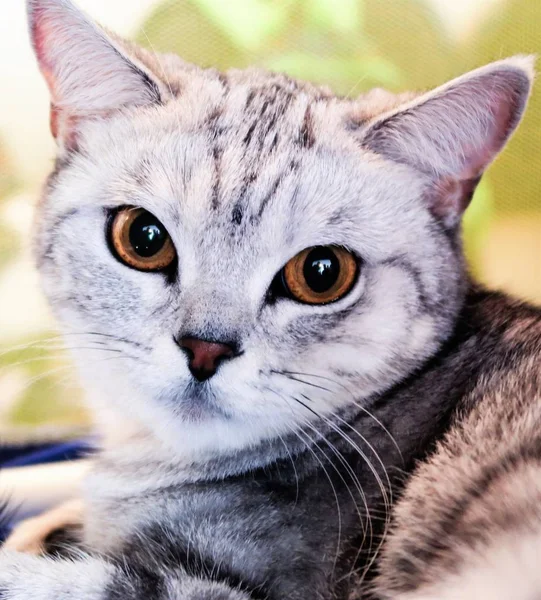Kedi Eve Yakın Çekim Portre — Stok fotoğraf