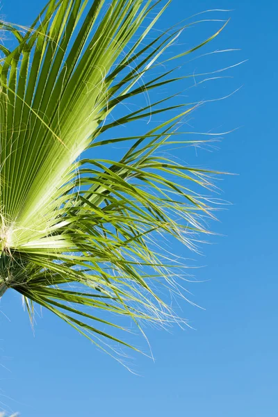 Palmera Verde Contra Cielo Paisaje —  Fotos de Stock