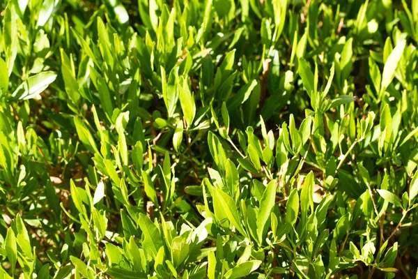 Green Fresh Hedge Landscape — Stock Photo, Image