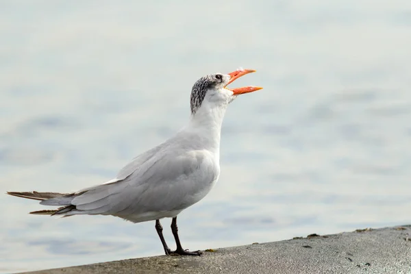 Gull Sits Sea Landscape — Stock Photo, Image