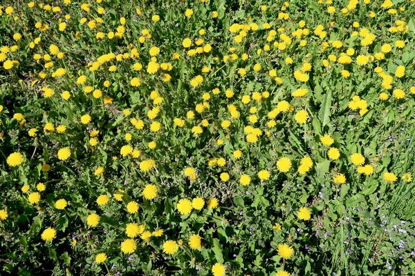 Bahar manzara, yeşil alan sarı çiçekli karahindiba