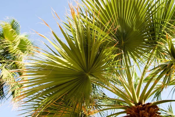 Palm Tree Mot Himlen Landskap — Stockfoto