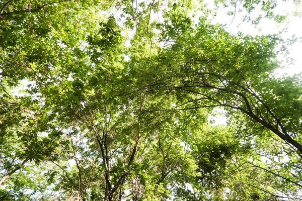 Yeşil taç ağaçlar gökyüzüne görüntülemek