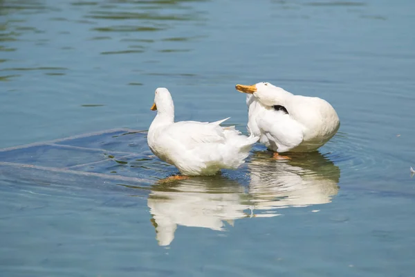 Weiße Enten Auf Einem Teich Sommer — Stockfoto