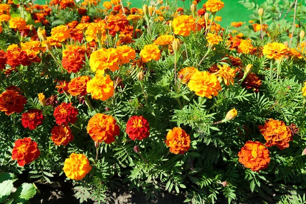 Oranje Bloemen Tagetes Landschap Zomer — Stockfoto