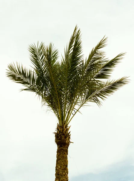 Palmera Contra Cielo Paisaje — Foto de Stock