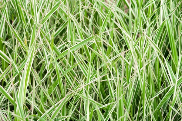 High Green Grass Background — Stock Photo, Image