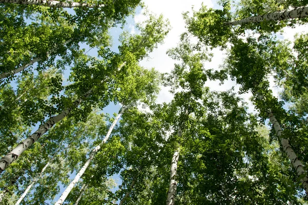 Bříza Lesa Létě Pohledu Zespodu Nebe — Stock fotografie