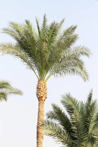 Palm Tree Sky Landscape — Stock Photo, Image