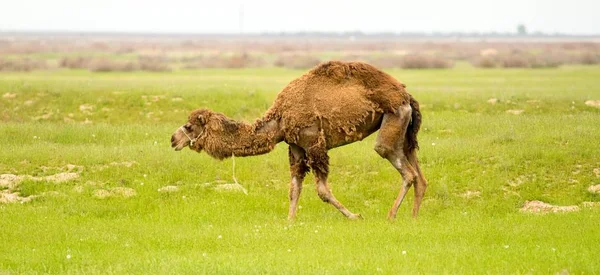 Kamel Auf Dem Feld Des Grünen Grases Frühling — Stockfoto